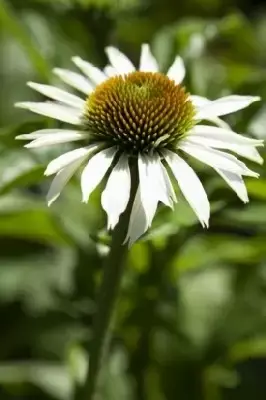 ECHINACEA purpurea 'White Swan' - image 1