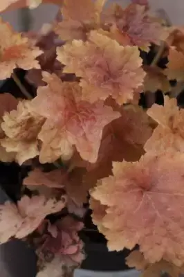 HEUCHERA 'Creme Brule'