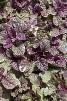 AJUGA reptans 'Burgundy Glow'