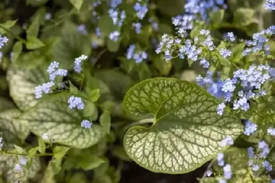 BRUNNERA macrophylla 'Jack Frost'