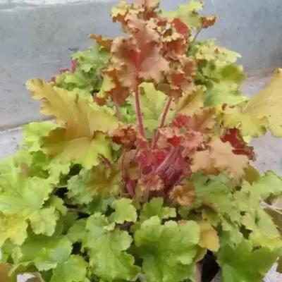 HEUCHERA 'Marmalade'