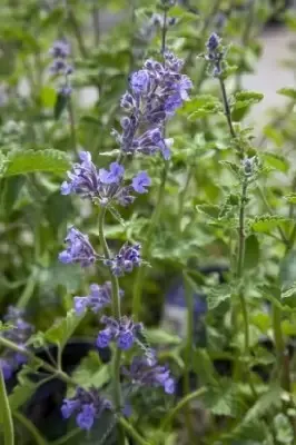 NEPETA racemosa 'Walker's Low'