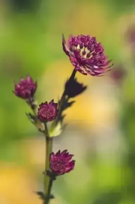 ASTRANTIA major 'Star of Beauty'