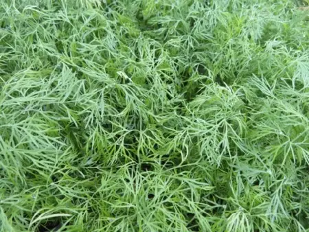 Anethum graveolens (DILL)