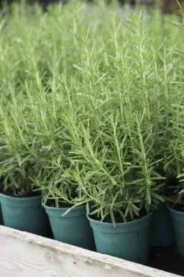 Rosmarinus officinalis (ROSEMARY common)