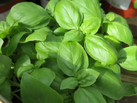 Ocimum minimum (Bush Basil)
