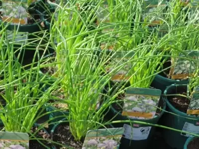 Allium schoenoprasum (CHIVES)