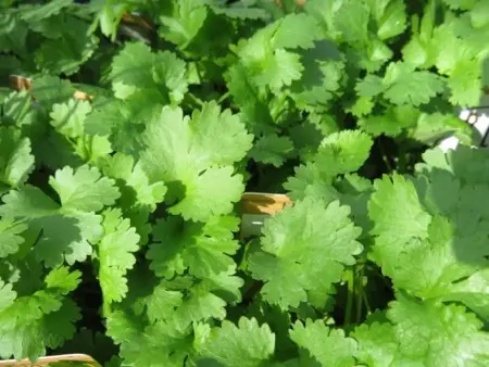 Coriandrum sativum (CORIANDER)