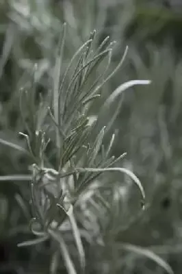 Helichrysum italicum (CURRY PLANT)