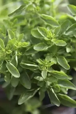 Origanum majorana 'Compactus' (Compact Marjoram)