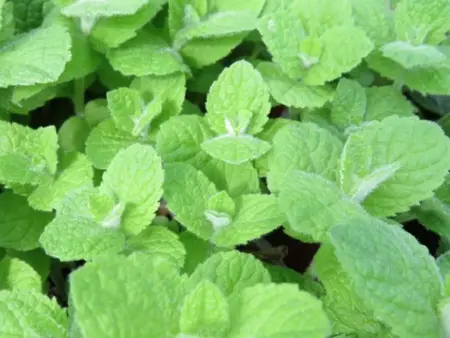 Mentha suaveolens (Apple Mint)