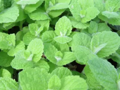 Mentha suaveolens (Apple Mint)