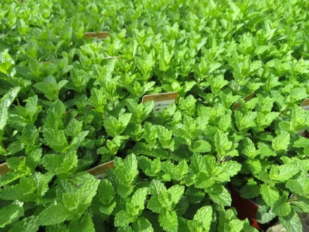 Mentha spicata (Spearmint / Garden Mint)
