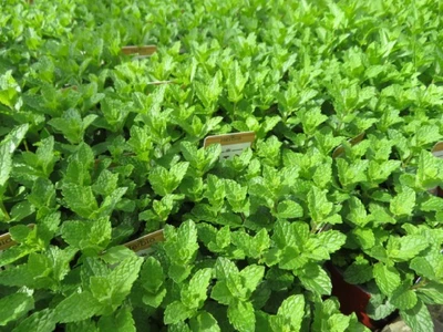 Mentha spicata (Spearmint / Garden Mint)