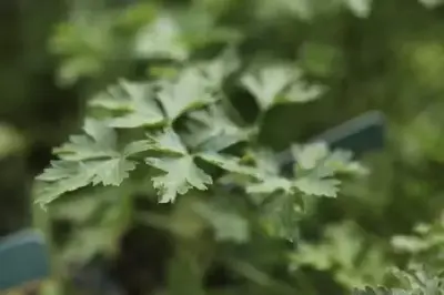 Petroselinum crispum (French Parsley)