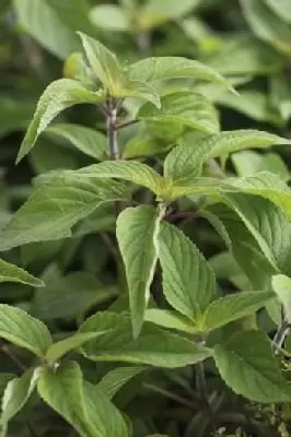 Salvia officinalis pineapple scented (SAGE)