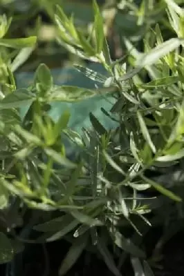 Artemisia dracunculus (TARRAGON FRENCH)