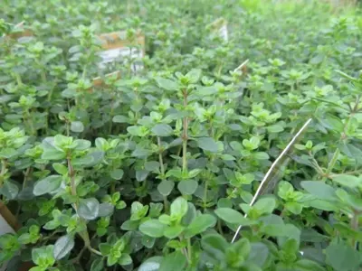 Thymus citriodorus (THYME LEMON)