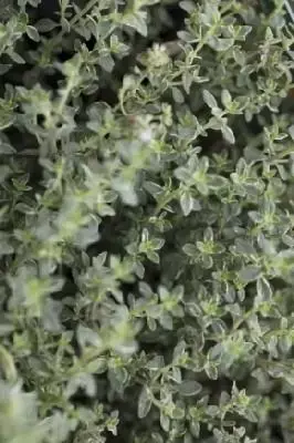 Thymus vulgaris 'Silver Posie' (THYME)