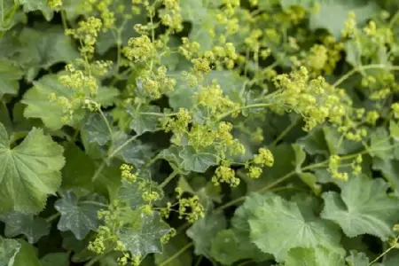 ALCHEMILLA sericata 'Gold Strike' - image 1