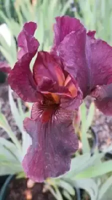 IRIS 'Langport Wren'