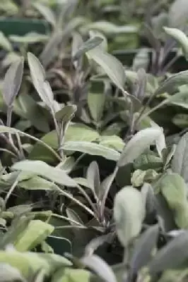 Salvia off. 'Purpurascens' (SAGE PURPLE)