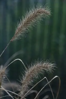 PENNISETUM alopecuroides 'Hameln' - image 1