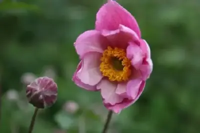 ANEMONE x hybrida 'Serenade'