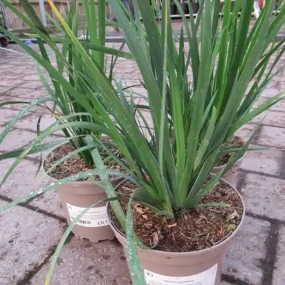 LIBERTIA grandiflora - image 1