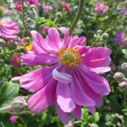 ANEMONE x hybrida 'Prinz Heinrich'