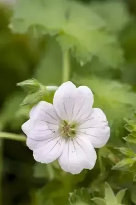 GERANIUM 'Dreamland'