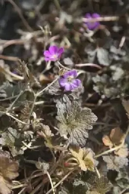 GERANIUM 'Orkney Cherry'