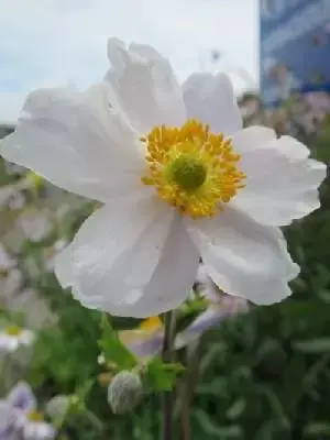 ANEMONE 'Ruffled Swan'