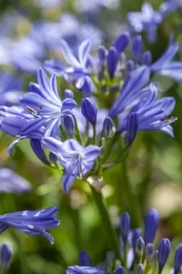 AGAPANTHUS 'Charlotte' - image 2