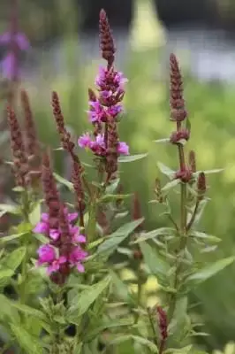 LYTHRUM salicaria 'Robert' - image 1