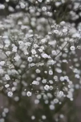 GYPSOPHILA 'Festival White Flare' - image 3