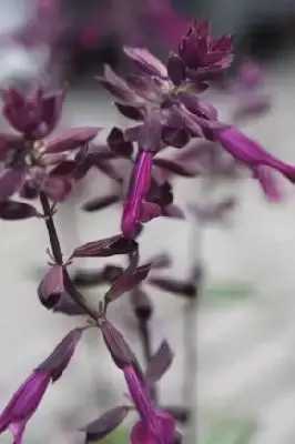 SALVIA 'Love and Wishes'