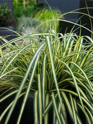 CAREX oshimensis 'Everoro'