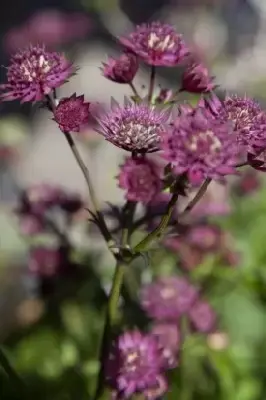 ASTRANTIA major 'Star of Love'