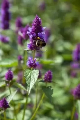 AGASTACHE rugosa 'Beelicious Purple' - image 1