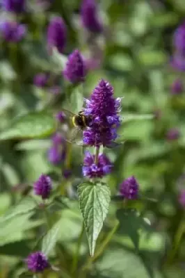 AGASTACHE rugosa 'Beelicious Purple' - image 2