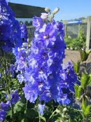 DELPHINIUM 'Guardian Blue'