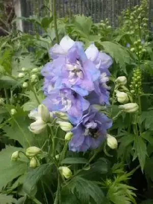 DELPHINIUM 'Guardian Lavender'