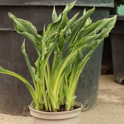 HOSTA 'Praying Hands'