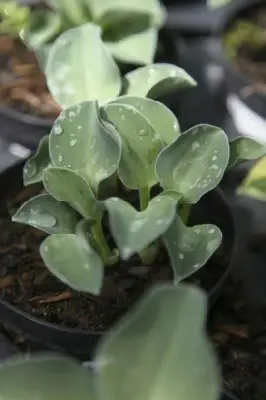 HOSTA 'Blue Mouse Ears'