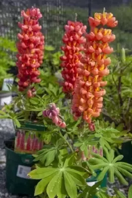LUPINUS West Country 'Terracotta'