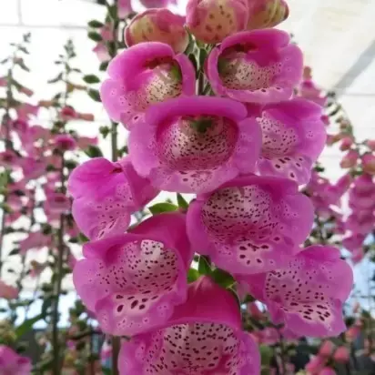 DIGITALIS 'Pink Panther' - image 1