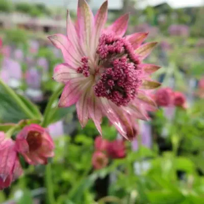 ASTRANTIA major 'Pink Pride'