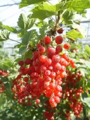 RIBES rubrum 'Jonkheer van Tets' (Redcurrant)