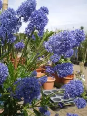 CEANOTHUS 'Concha'